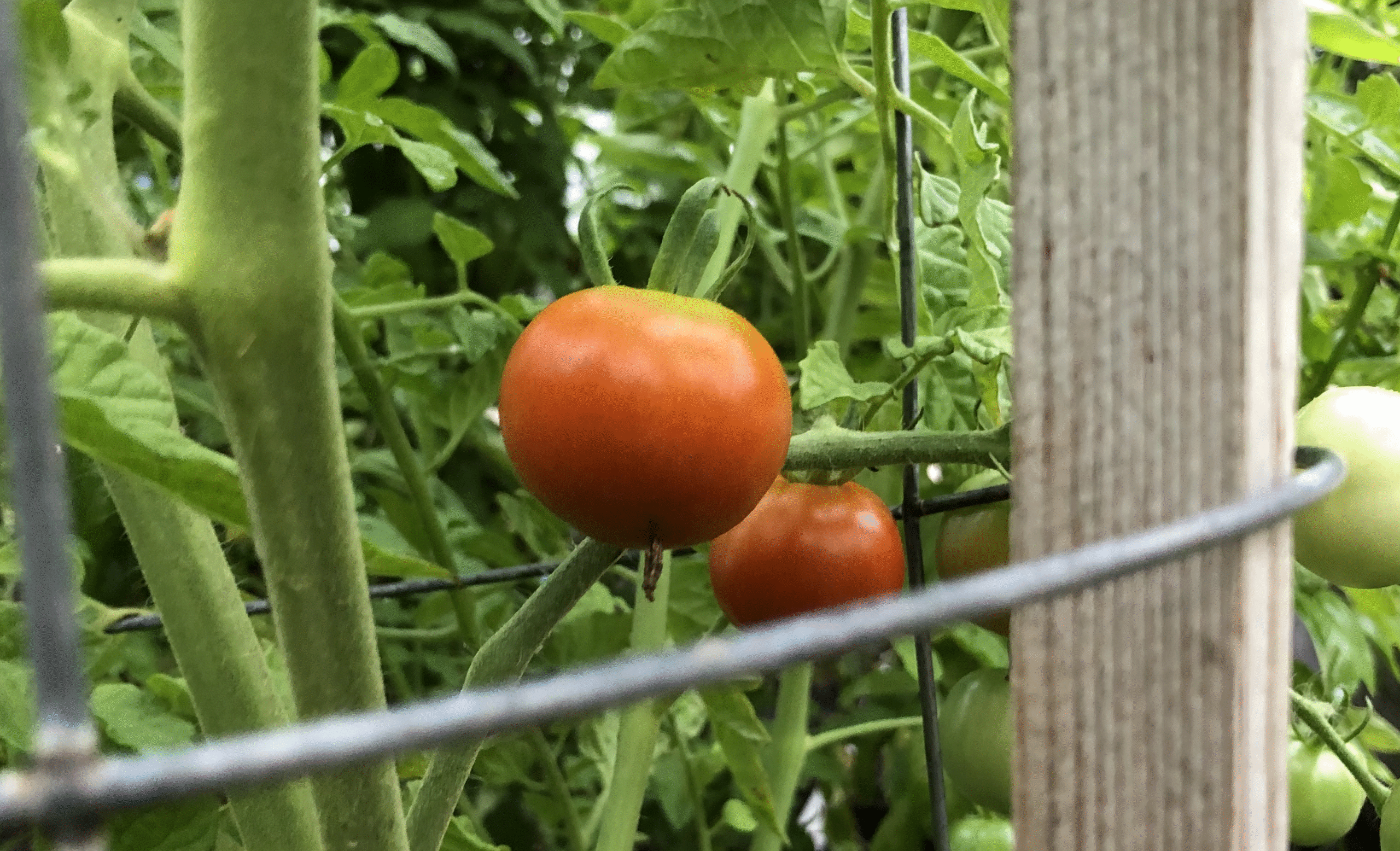 Modeling to Avoid Frostbitten Tomatoes